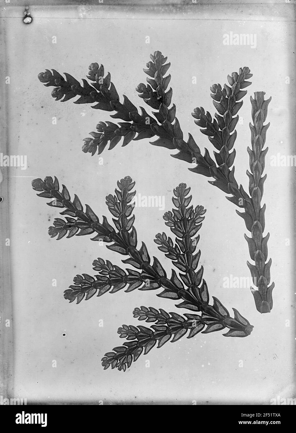 Hiba Tree (Thujopsis Dolobrata), Zweigspitzen Stock Photo
