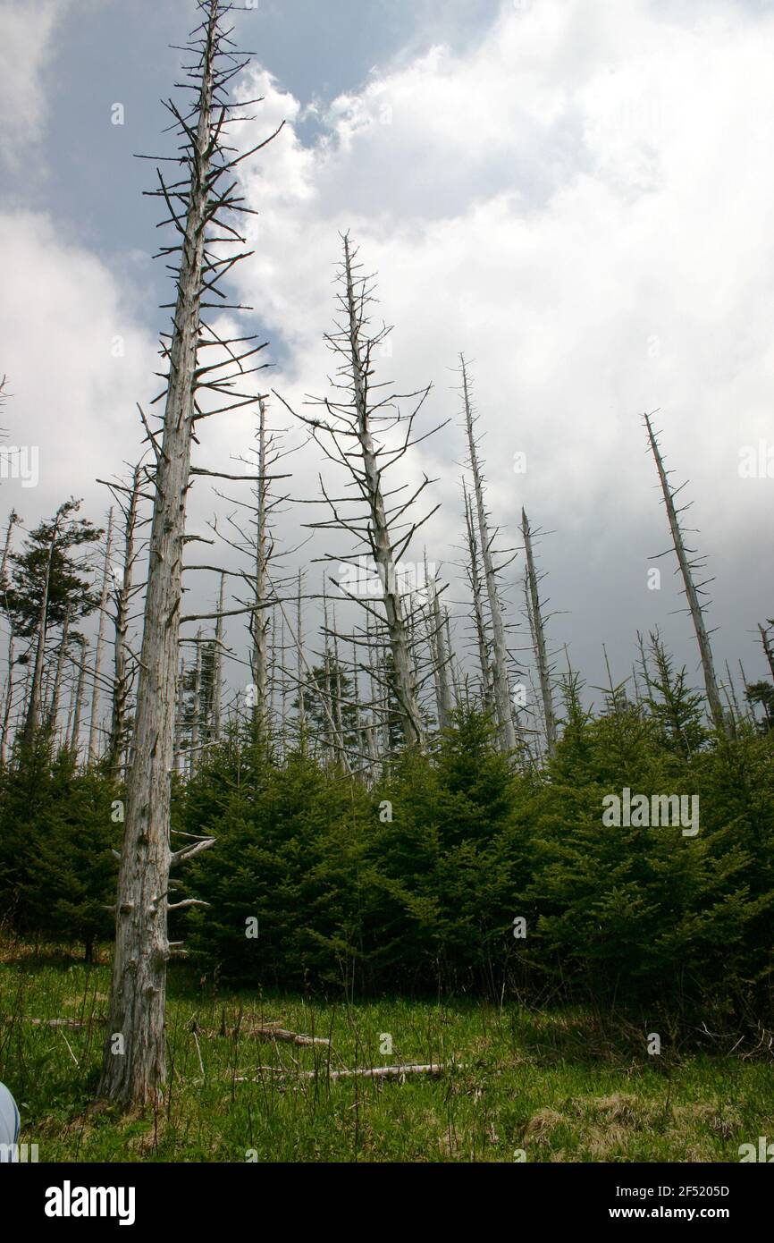 Great Smoky Mountains National Park at Clingmans Dome. Environmental Disaster - Insect Devestation widespread, caused by the  Hemlock Woolly Adelgid Stock Photo