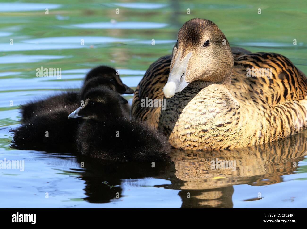 Common eider feather hi res stock photography and images Alamy