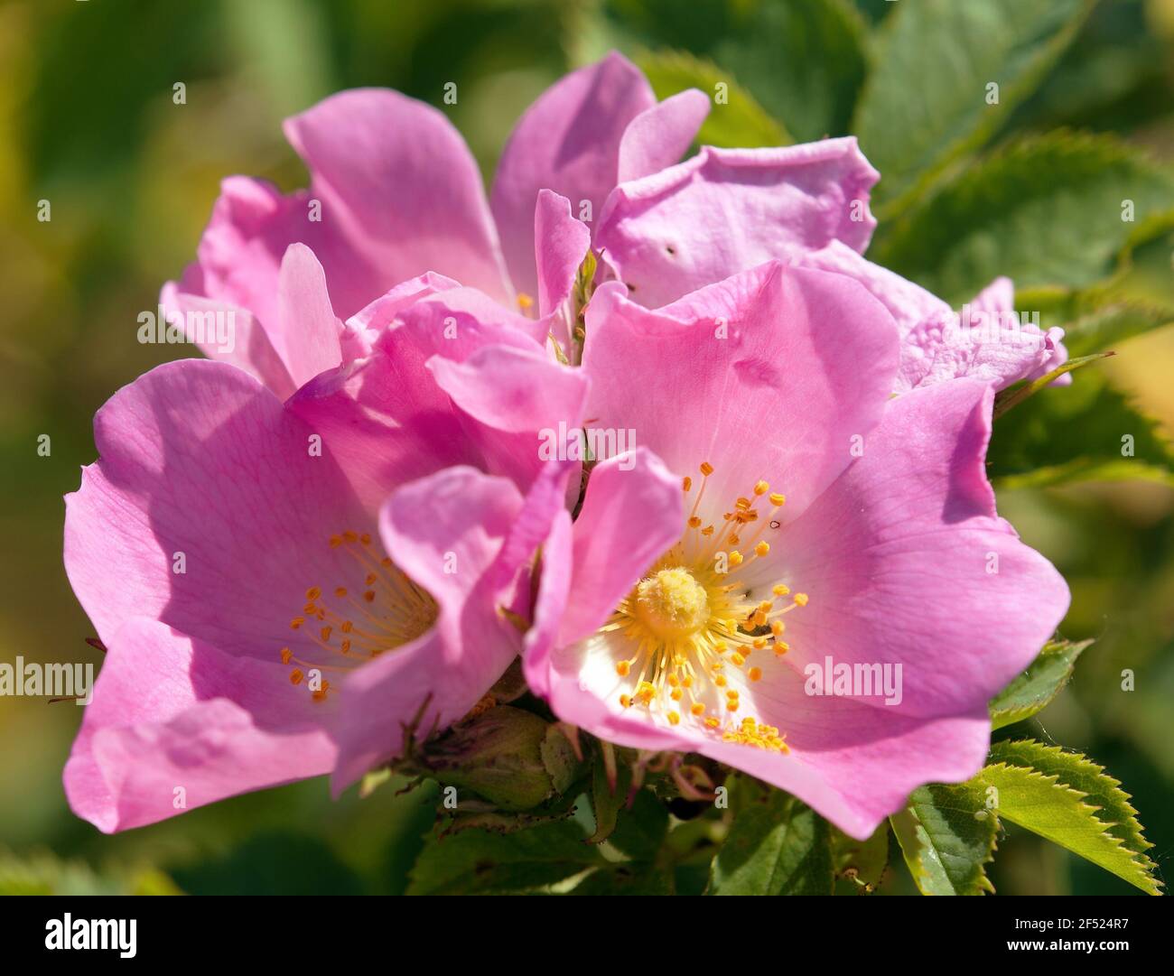 Beautiful pink and yellow flower of dogrose Stock Photo Alamy