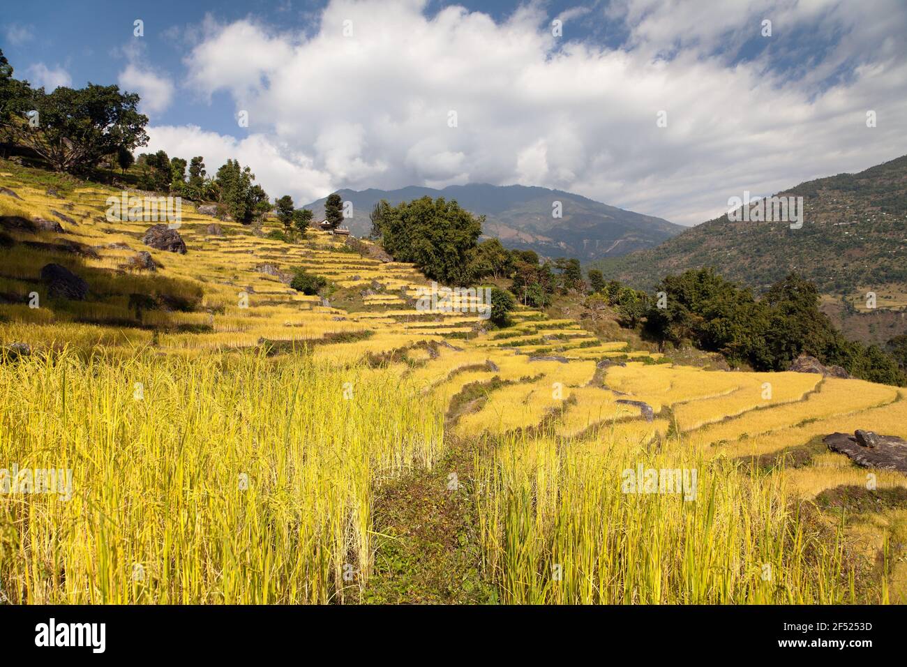 View of golden terraced rice field in Nepal Stock Photo