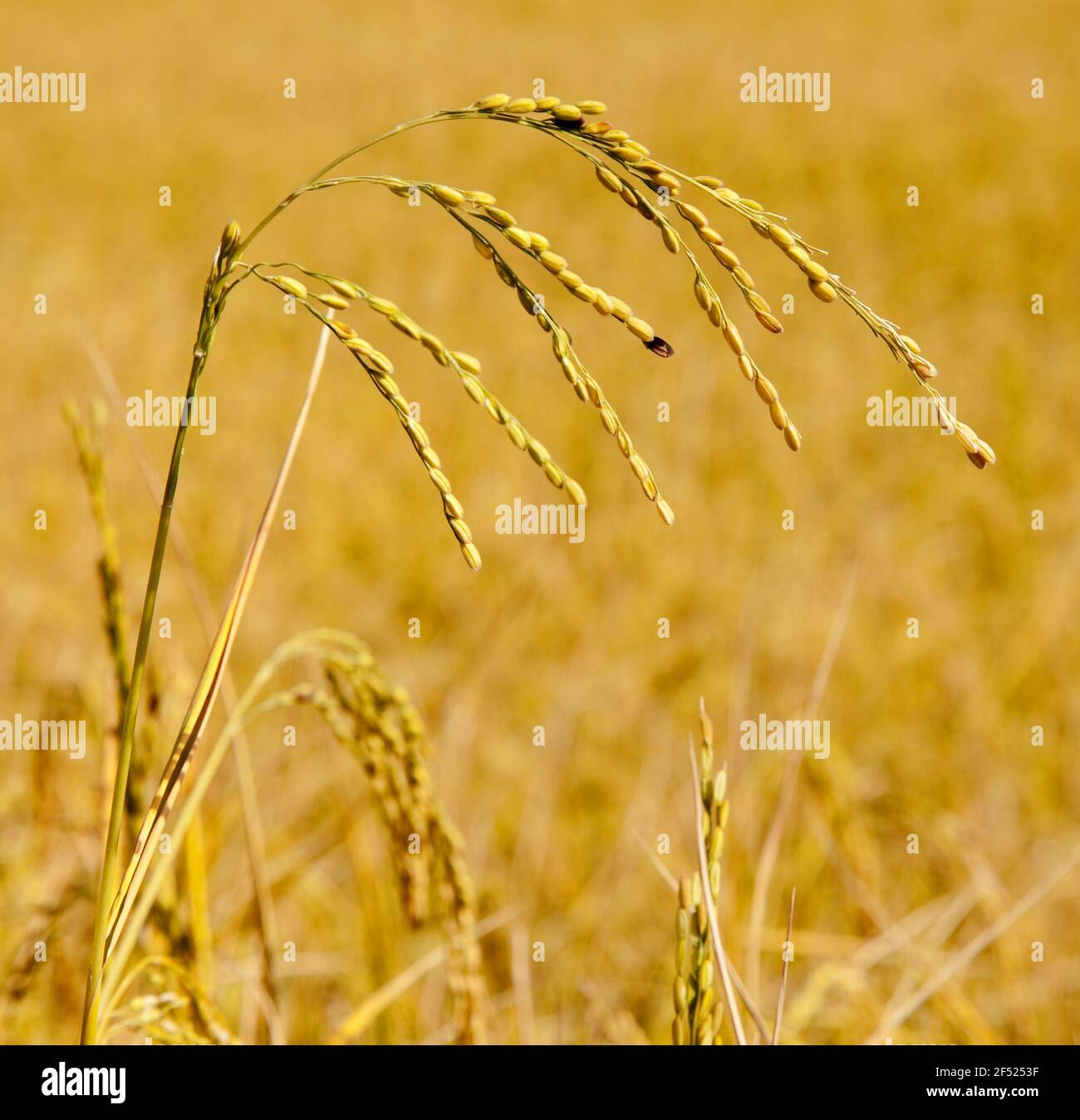 detail of Paddy and golden paddy field Stock Photo