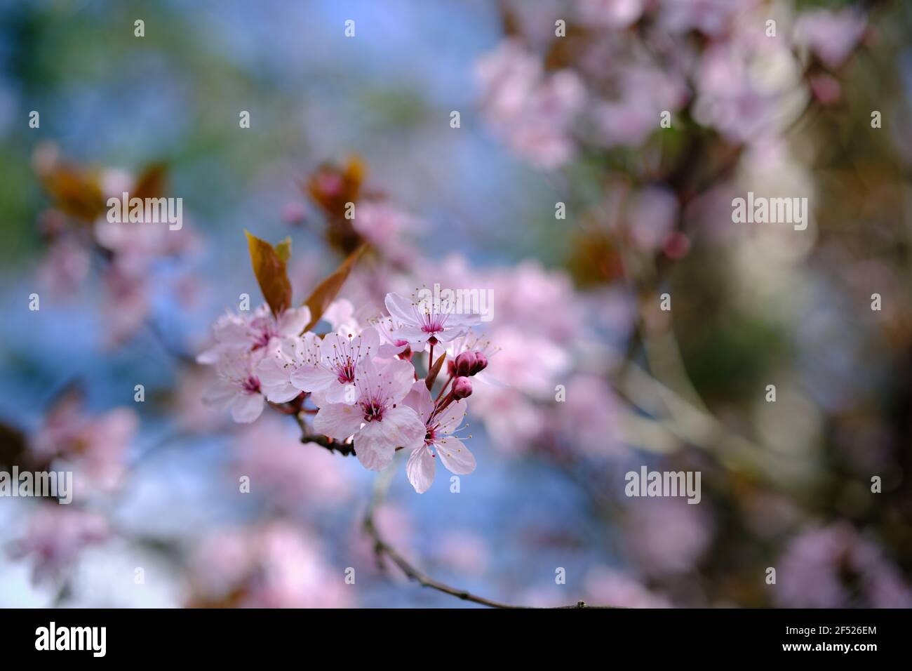 Close-up of pink cherry blossom against blue sky in spring Stock Photo ...
