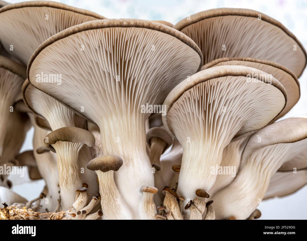 oyster mushrooms growing Stock Photo
