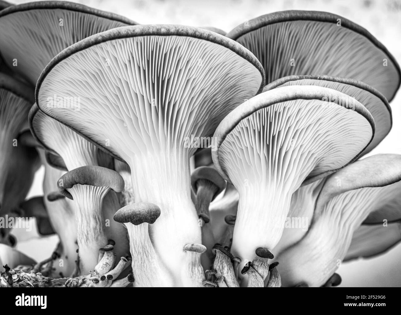 oyster mushrooms growing Stock Photo