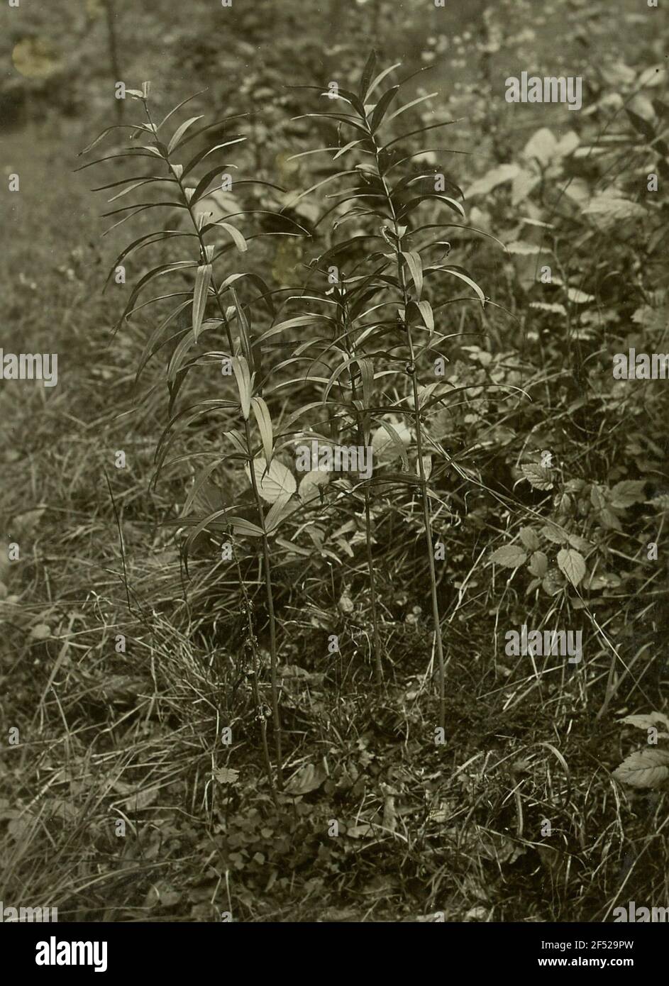 Whirl-leaved white vein (polygonatum verticillatum (L.) all.) In Fruit, Gisissy Stock Photo