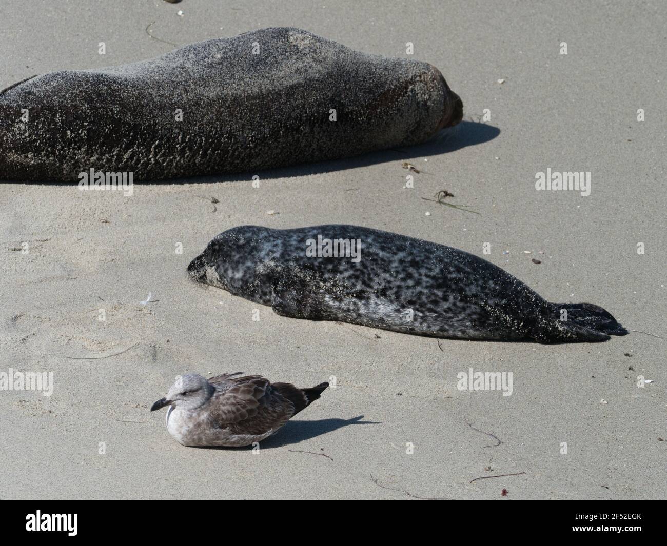 Harbor seal, Phoca vitulina, with pup, on Children's beach, La Jolla, California Stock Photo