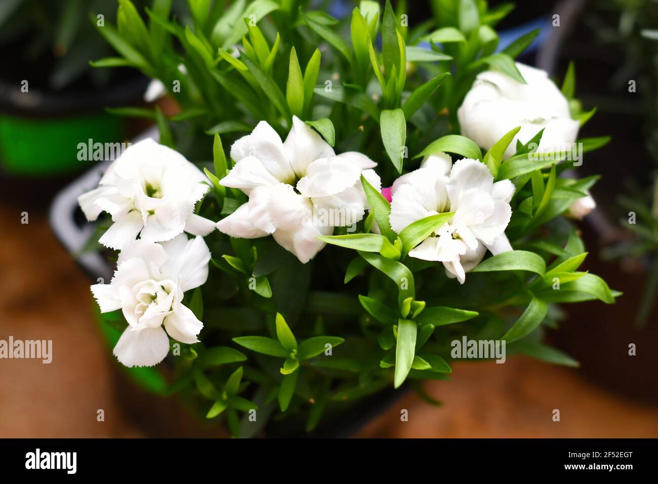 White carnation flowers growing in a pot. Stock Photo
