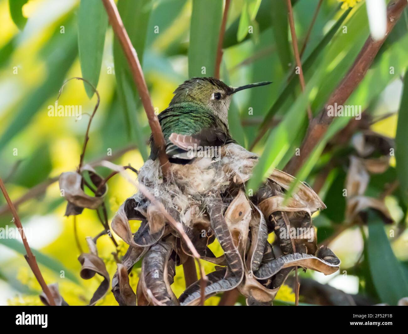 Anna's hummingbird, Calypte anna, nesting in San Diego, California Stock Photo
