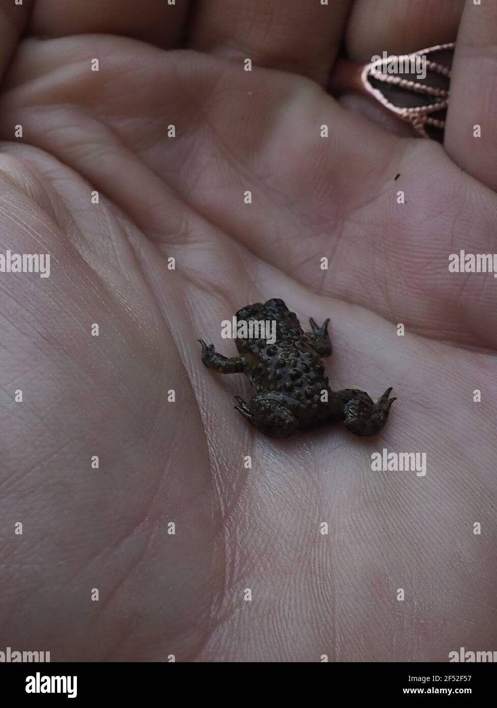 Baby frog found in pool at Mt Olympus. Hand-held for perspective. Stock Photo