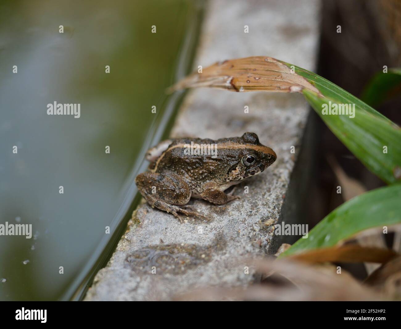 Frog baby hi-res stock photography and images - Alamy