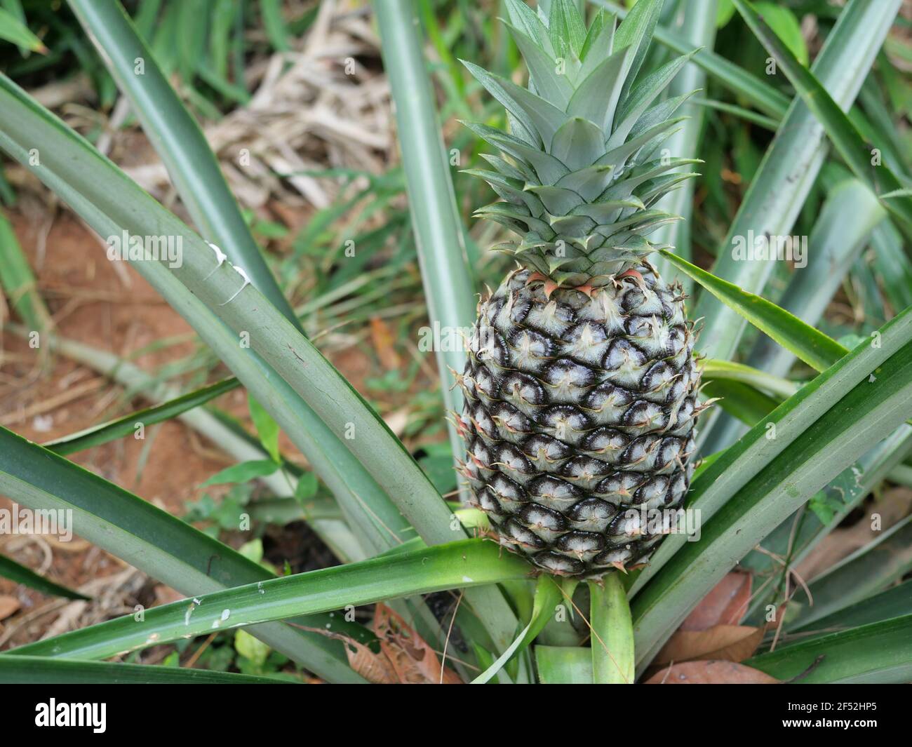 Young pineapple fruit on tree plant with natural green background, Tasty tropical fruit on the farmland Stock Photo