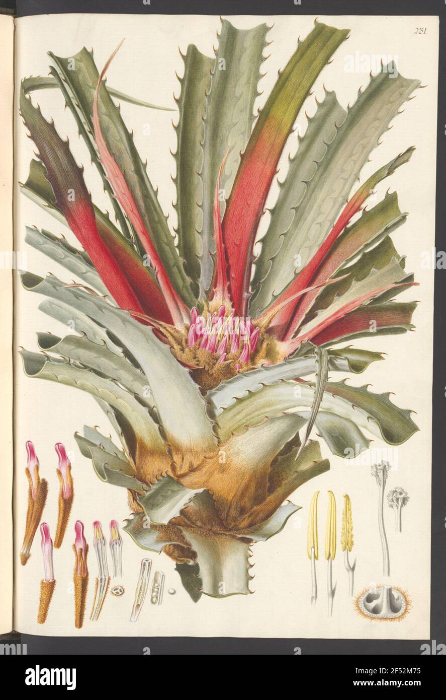 Bromelia karatas hi-res stock photography and images - Alamy