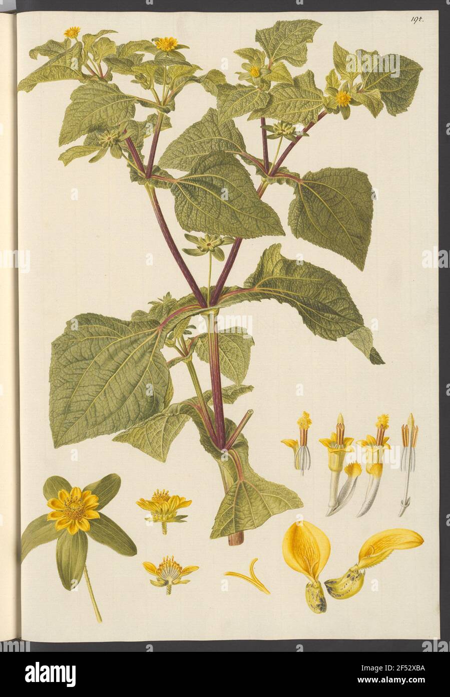 Alcina perfoliata, Blatt 194 Stock Photo