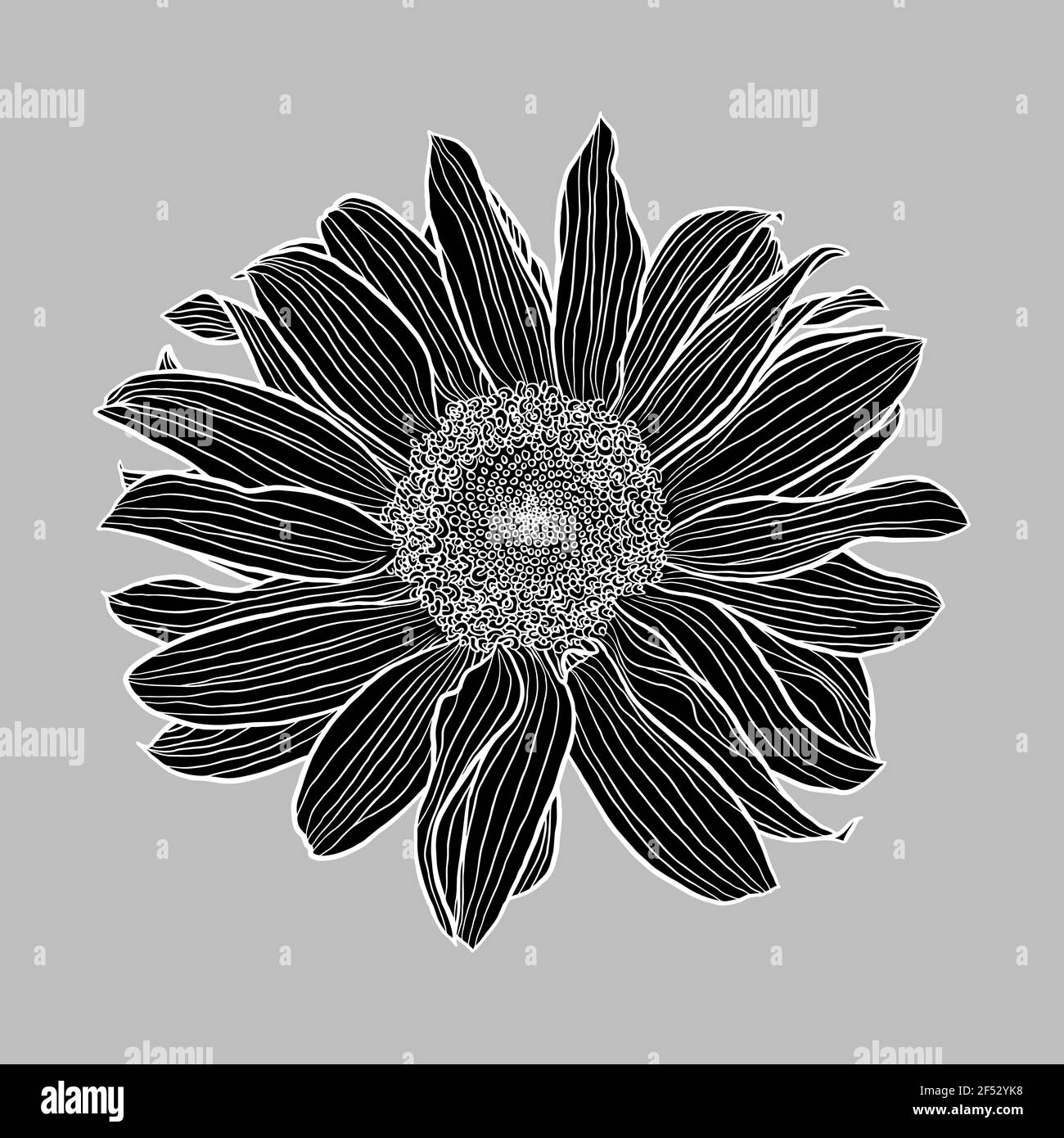 Gerber Daisy Black And White Clip Art