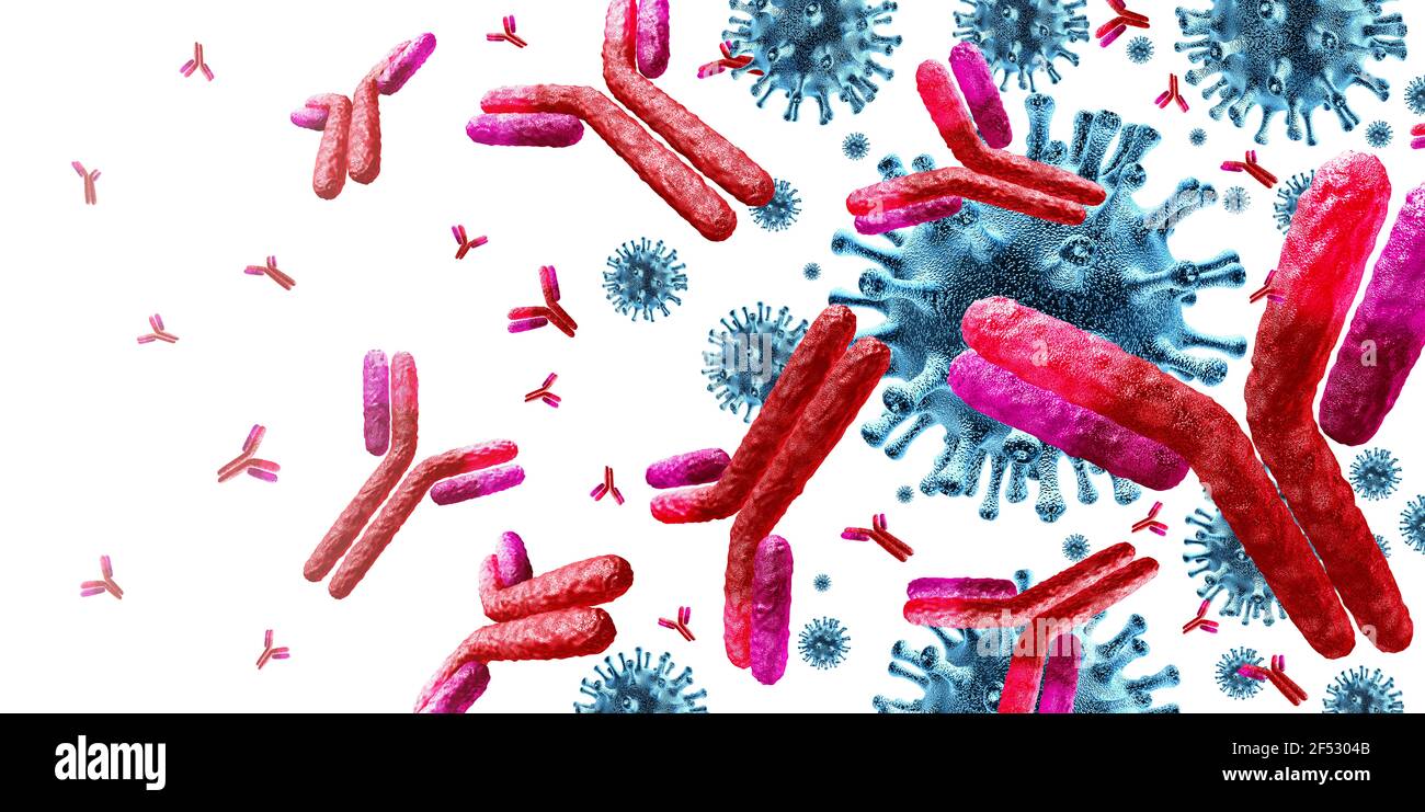 Antibody immunology and Immunoglobulin concept as antibodies attacking contagious virus cells and pathogens as a 3D illustration. Stock Photo