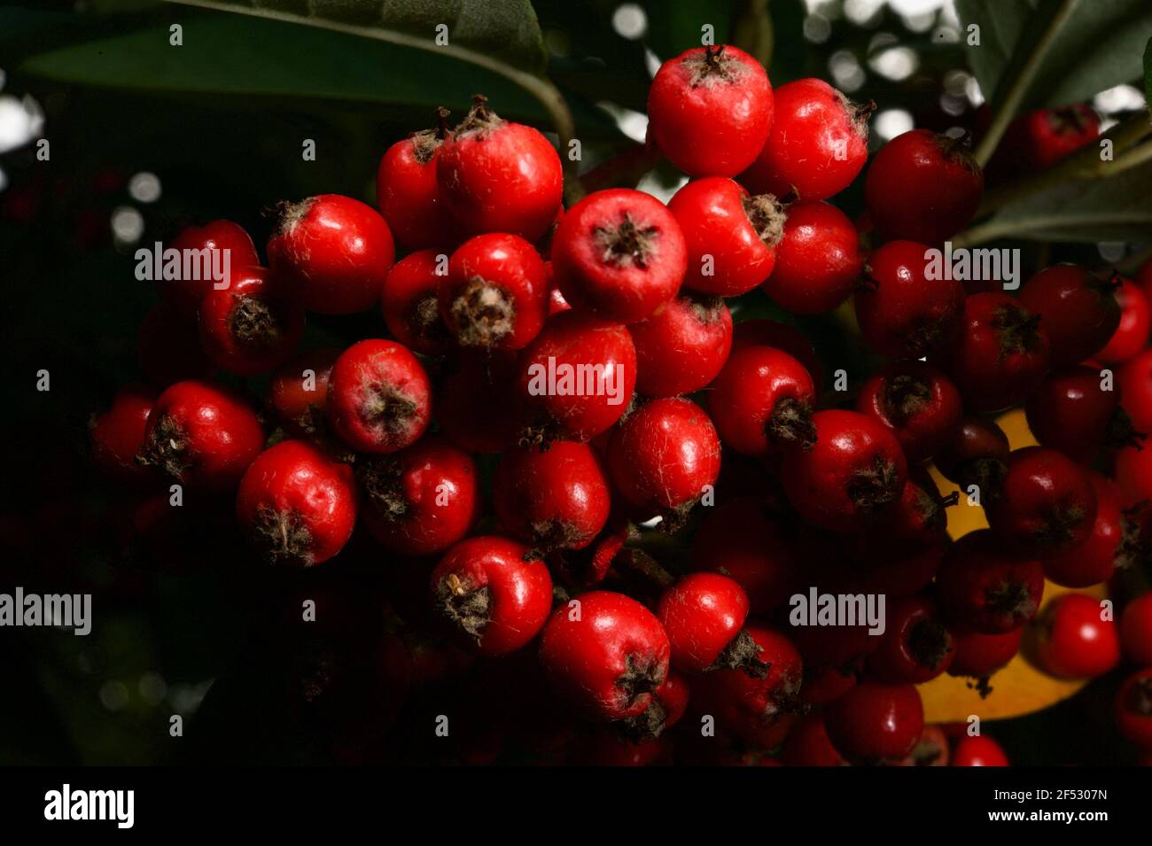 Red berries in the sun - just waiting for the birds to come for a feed. The berries are on a prolific Cotoneaster tree ( Cotoneaster Frigidus). Stock Photo