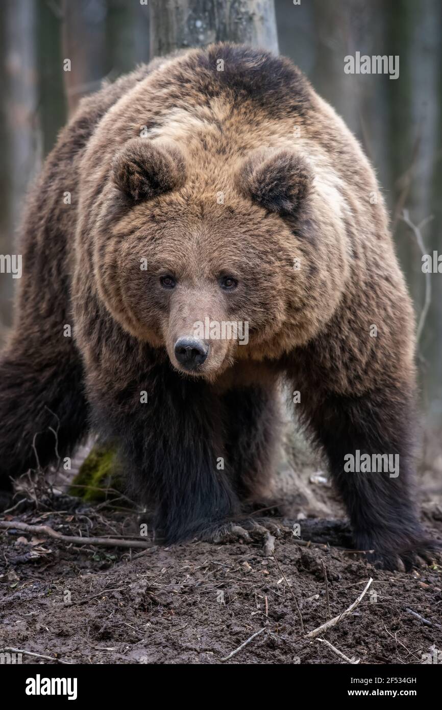 brown-bear-in-the-forest-up-close-wildlife-scene-from-spring-nature