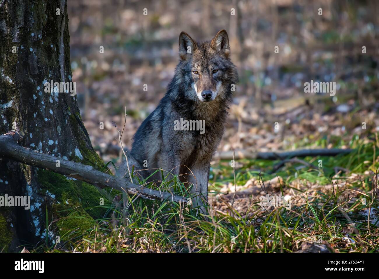 Wolf in the forest up close. Wildlife scene from winter nature. Wild ...