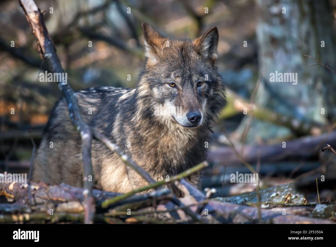 Wolf in the forest up close. Wildlife scene from winter nature. Wild animal in the natural habitat Stock Photo