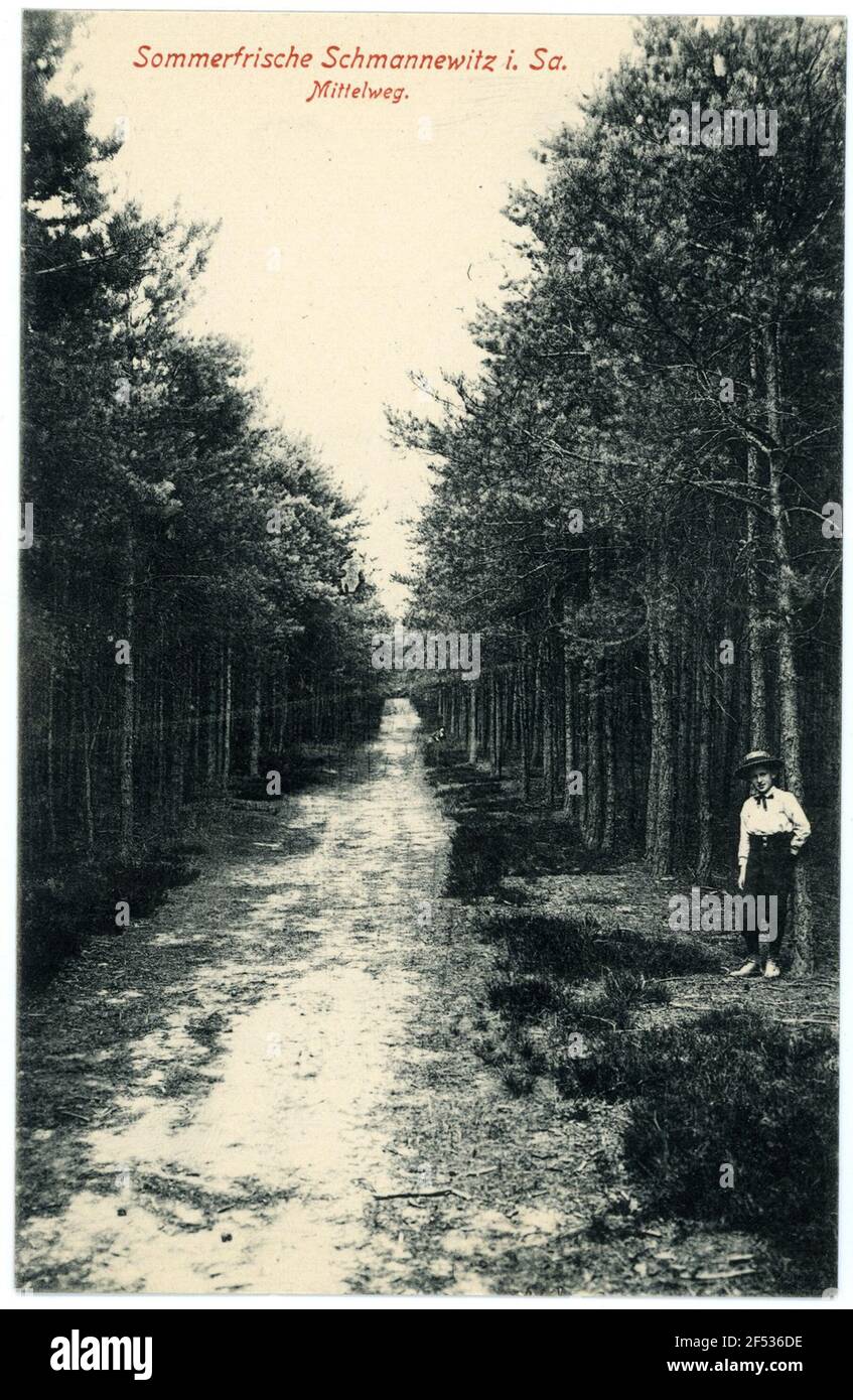 Middle of forest Cut Out Stock Images Pictures Alamy