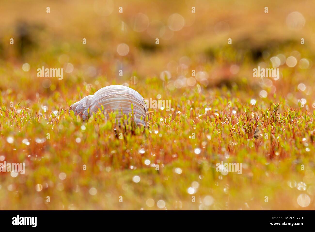 Snail shell in moss with raindrops, dew water droplet. Spring background Stock Photo