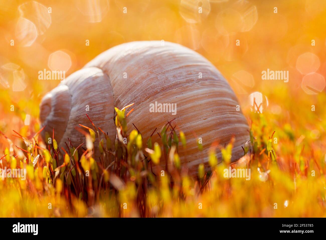 Macro photo of snail shell in moss with raindrops, dew water droplet. Spring background Stock Photo