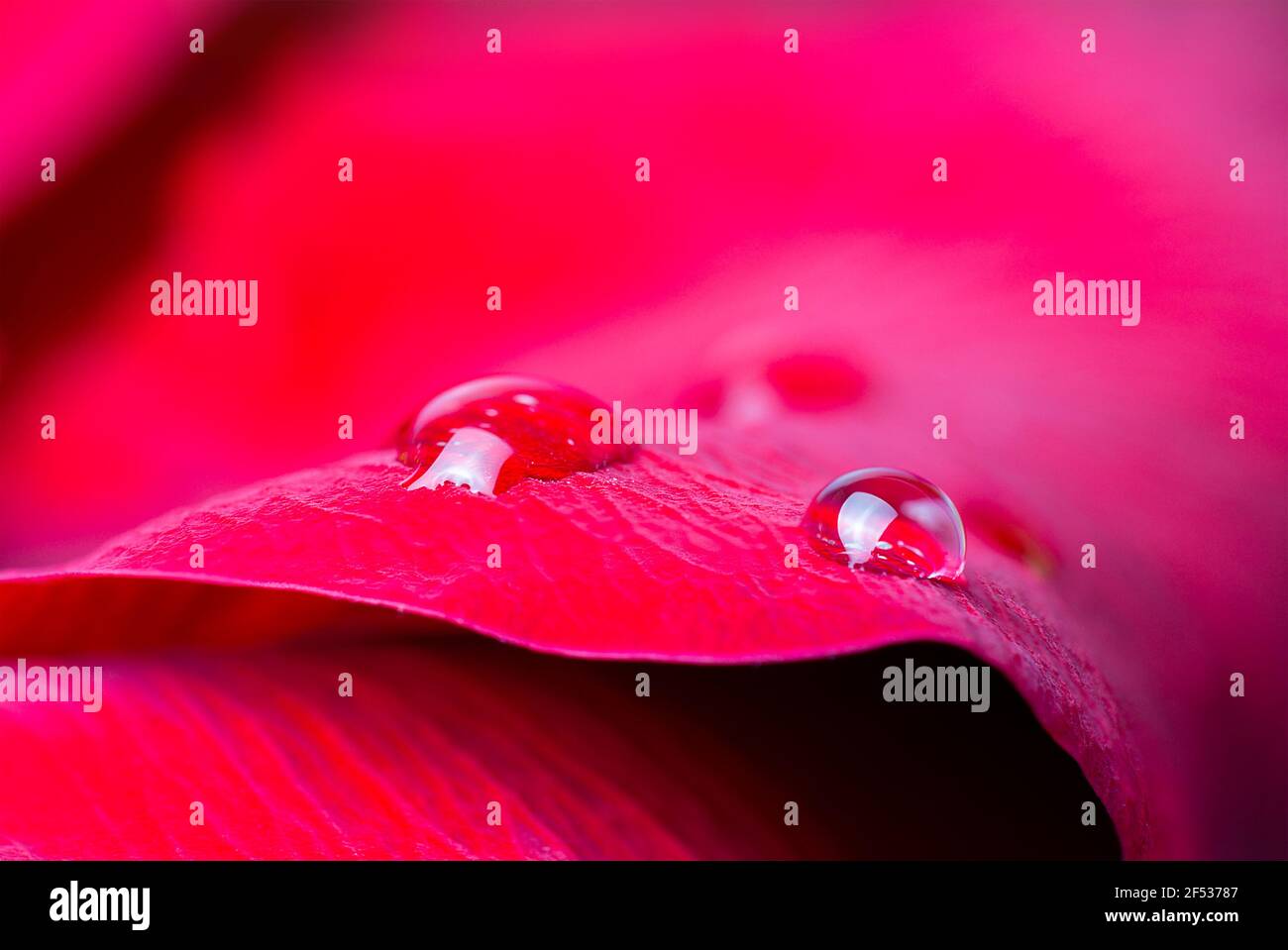 Macro photo of red rose flower blossom with water droplet. Valentine ...
