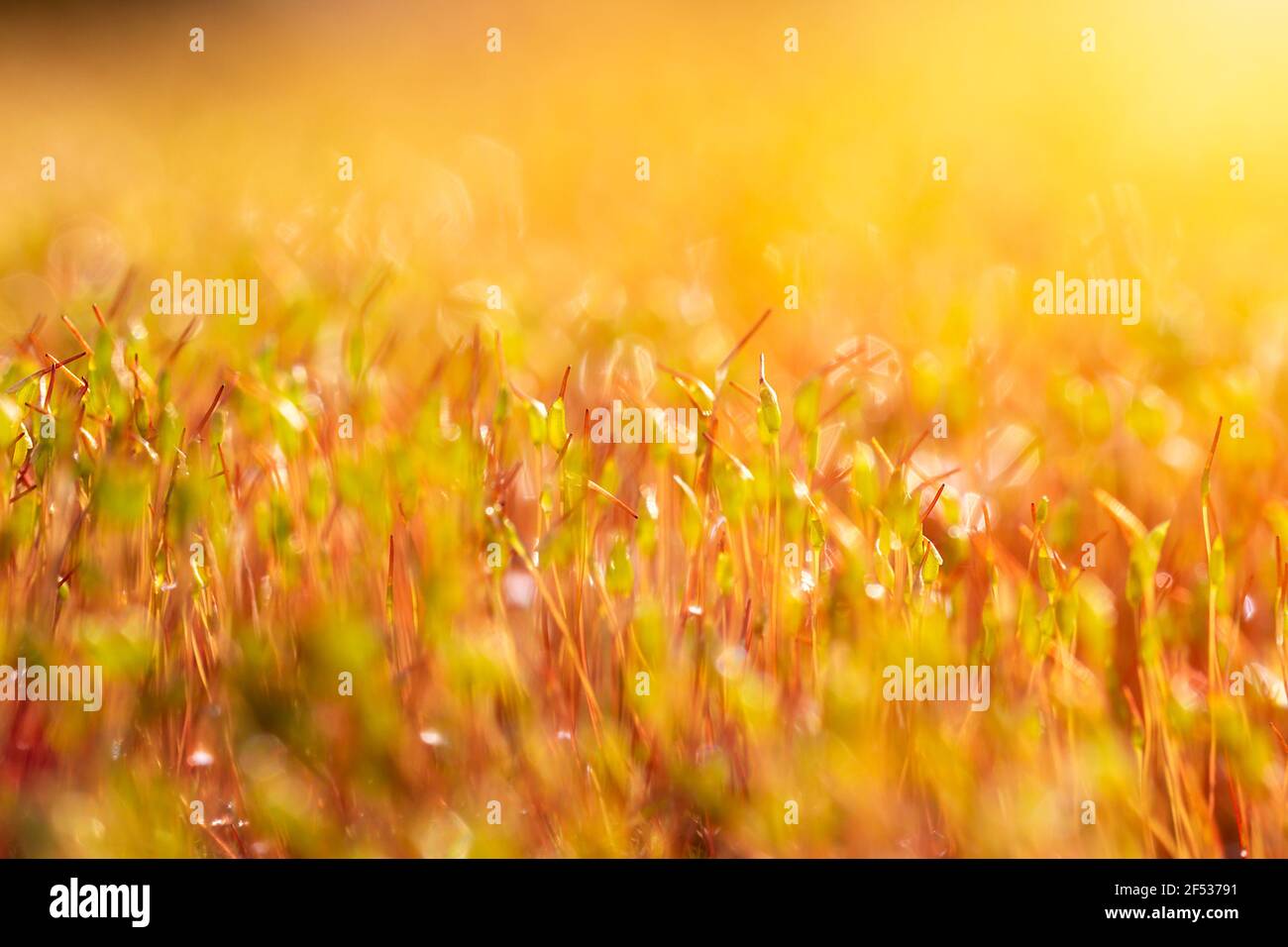 Macro photo of pohlia nutans moss at surface level with raindrops, dew, water droplets. Spring, plant background Stock Photo