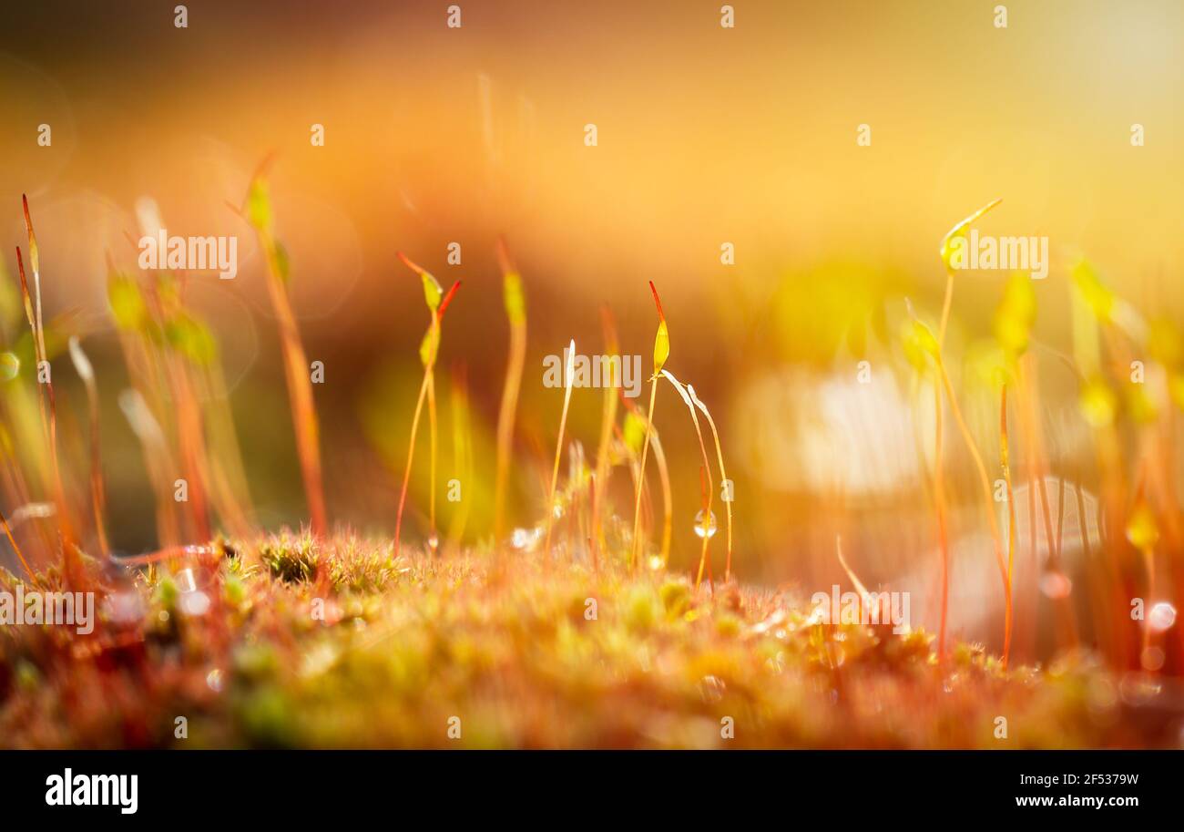 Macro photo of pohlia nutans moss at surface level with raindrops, dew, water droplets. Spring, plant background Stock Photo