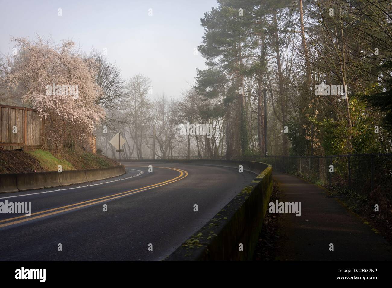 Mystic foggy forest road hi-res stock photography and images - Alamy