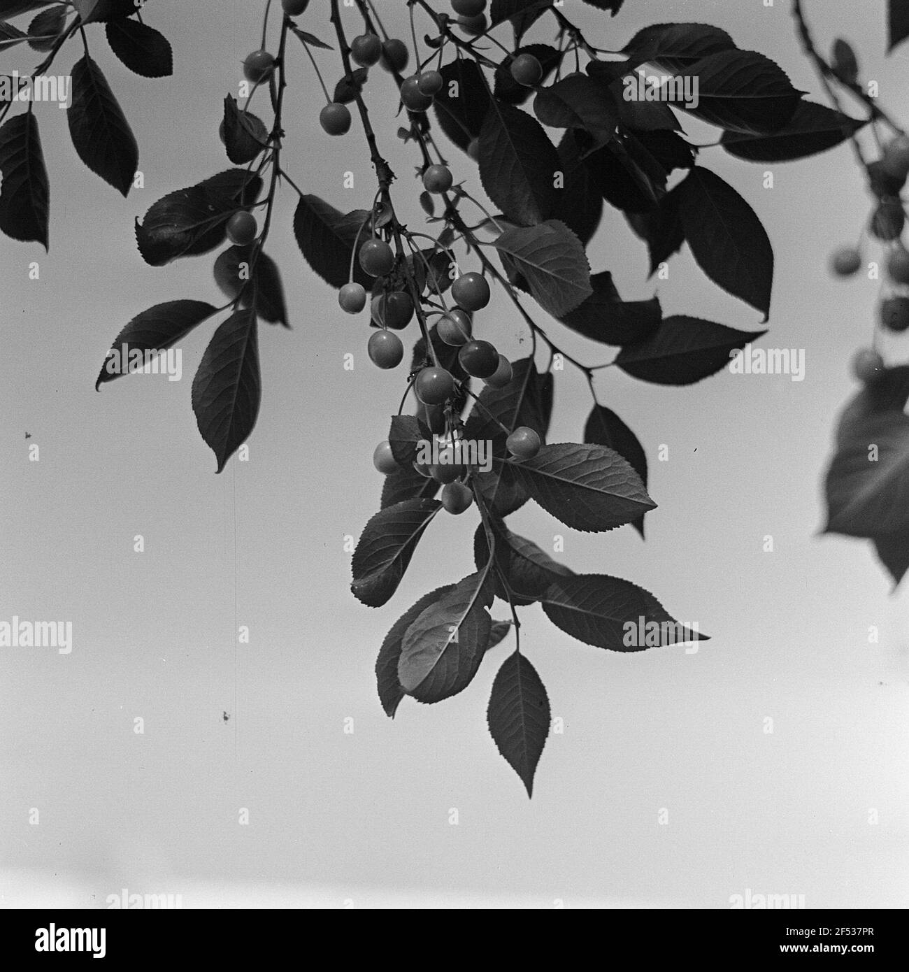 Branch of a cherry tree with fruits Stock Photo