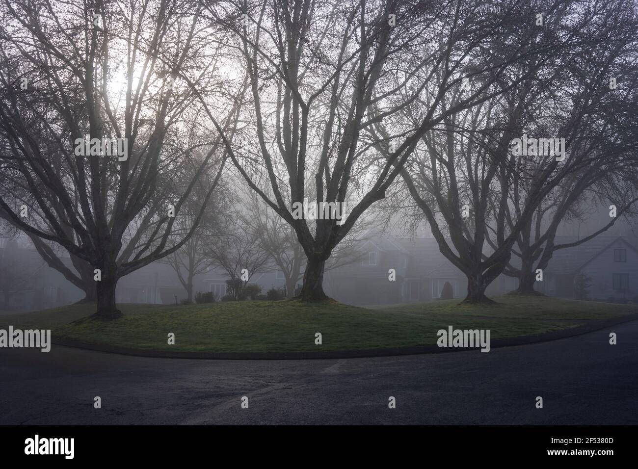 Neighborhood greenspace in the early morning fog. Stock Photo