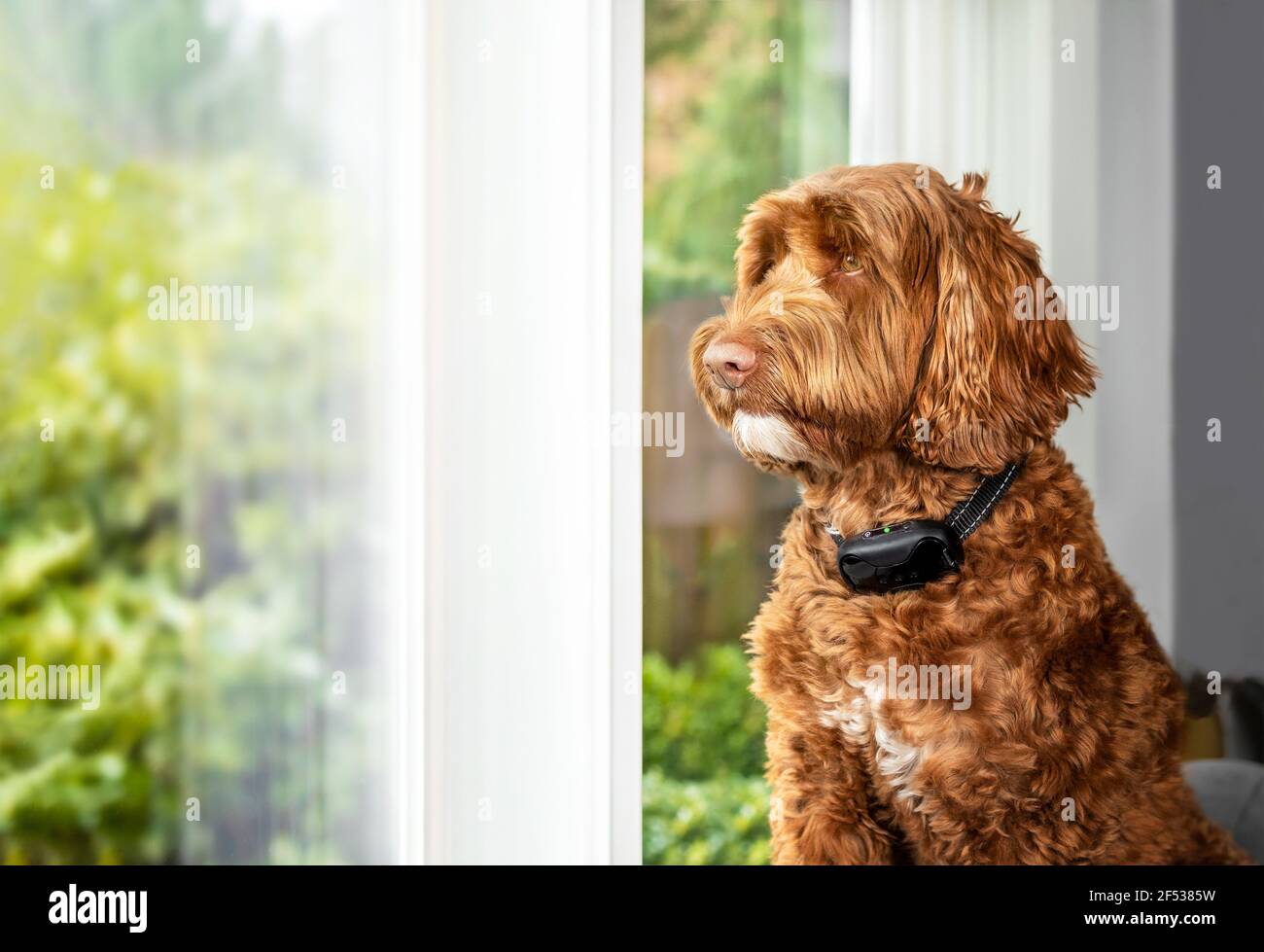 Labradoodle dog with bark collar active. Cute large female adult dog sitting alone by the window while wearing corrective remote training collar to re Stock Photo