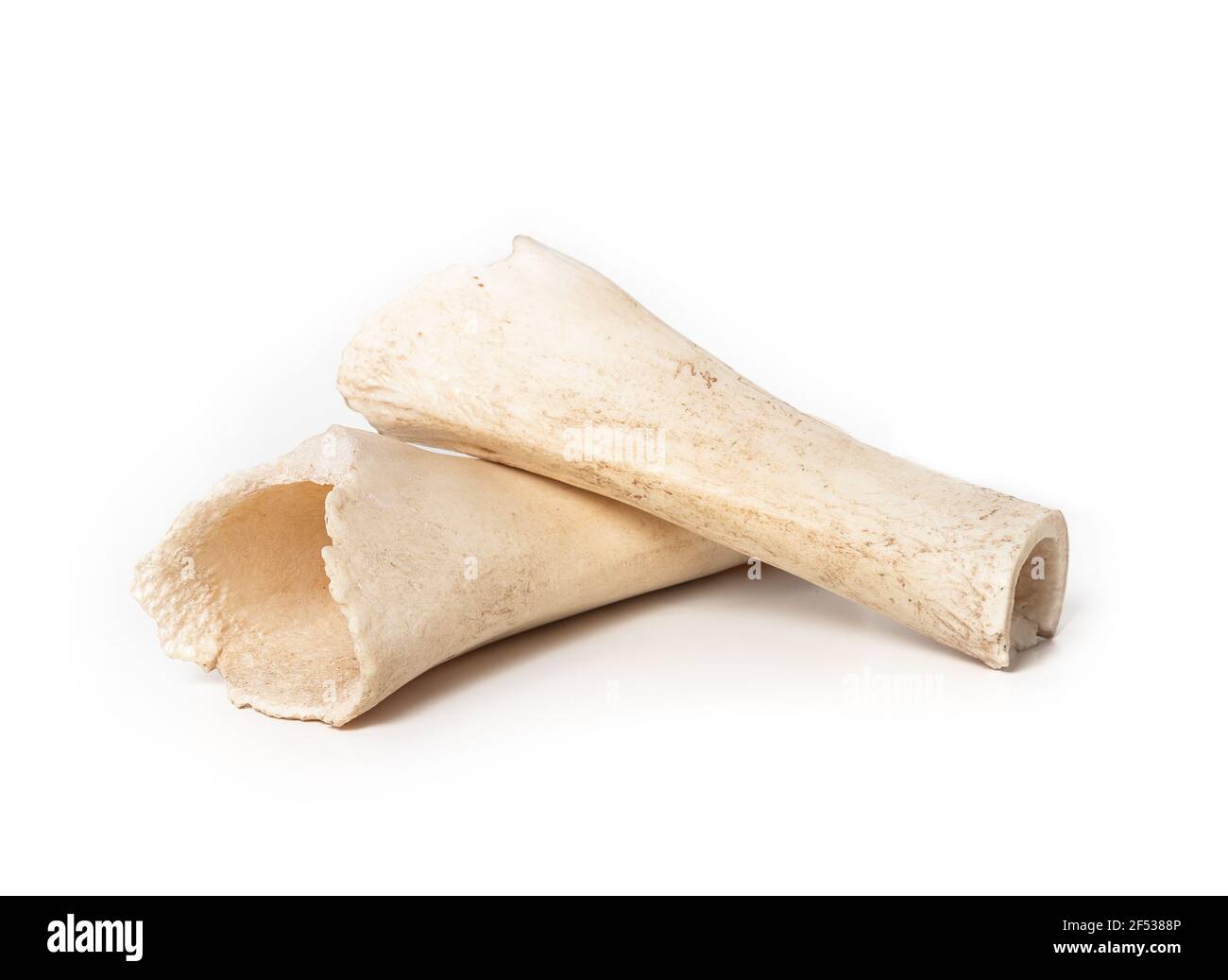 Femur dog clearance bone