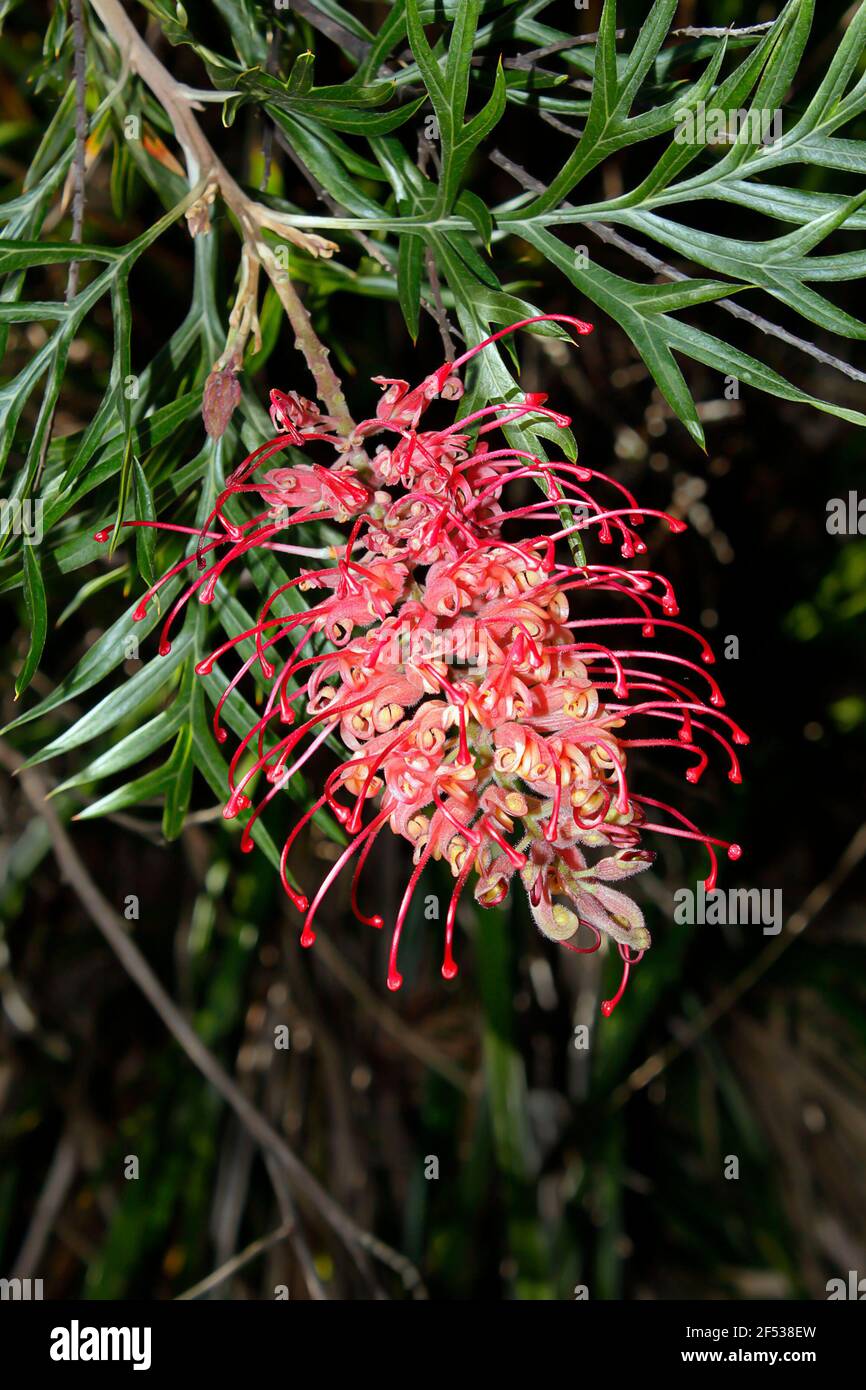 A pink grevillea flower also called a spider flower, native to Australia, highlighted by the sun against a background of dark foliage. Stock Photo