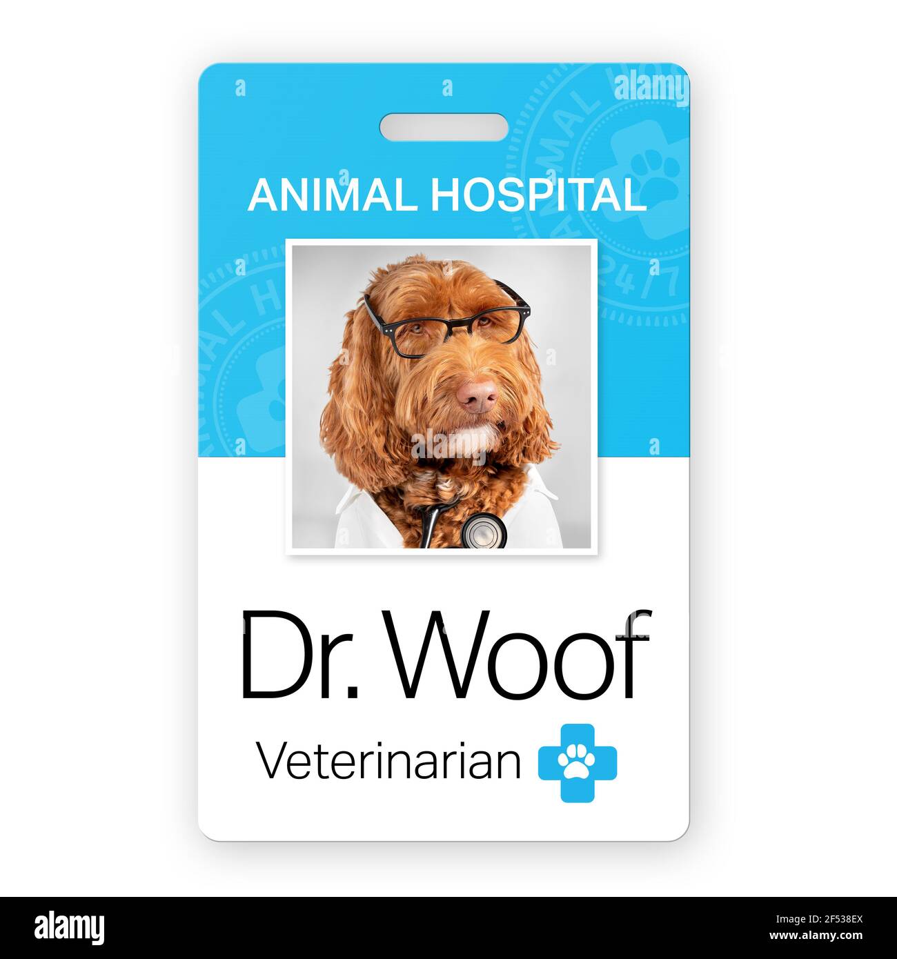 Funny animal doctor name badge. Identification placard of a veterinarian Dr. Woof, a Labradoodle dog with glasses and stethoscope. Picture ID tag used Stock Photo