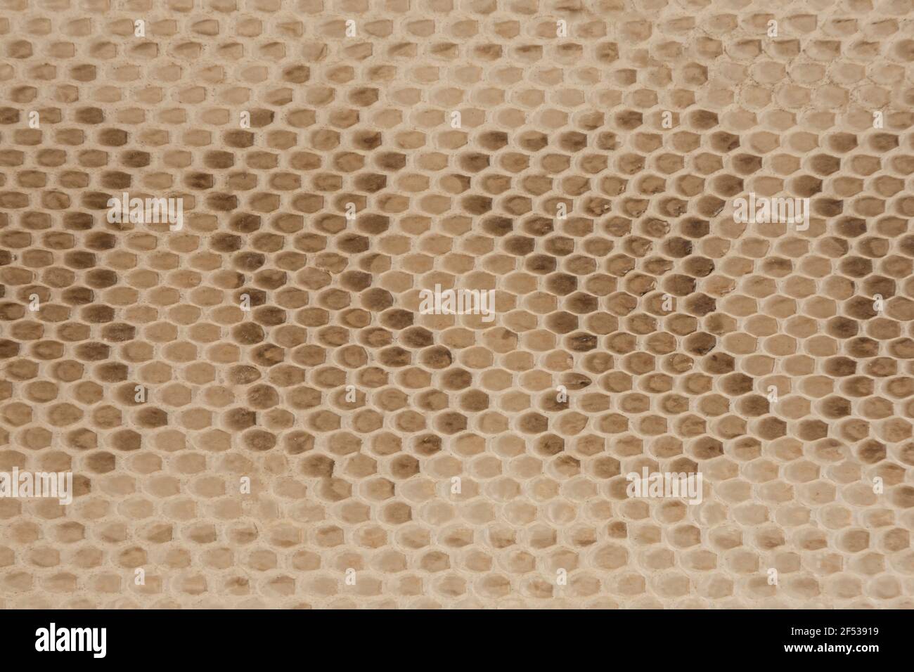 Natural python snake skin texture for background or wallpaper Stock ...