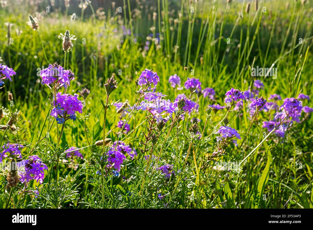 Hardy purple violet wildflowers growing at the edge of a highway near