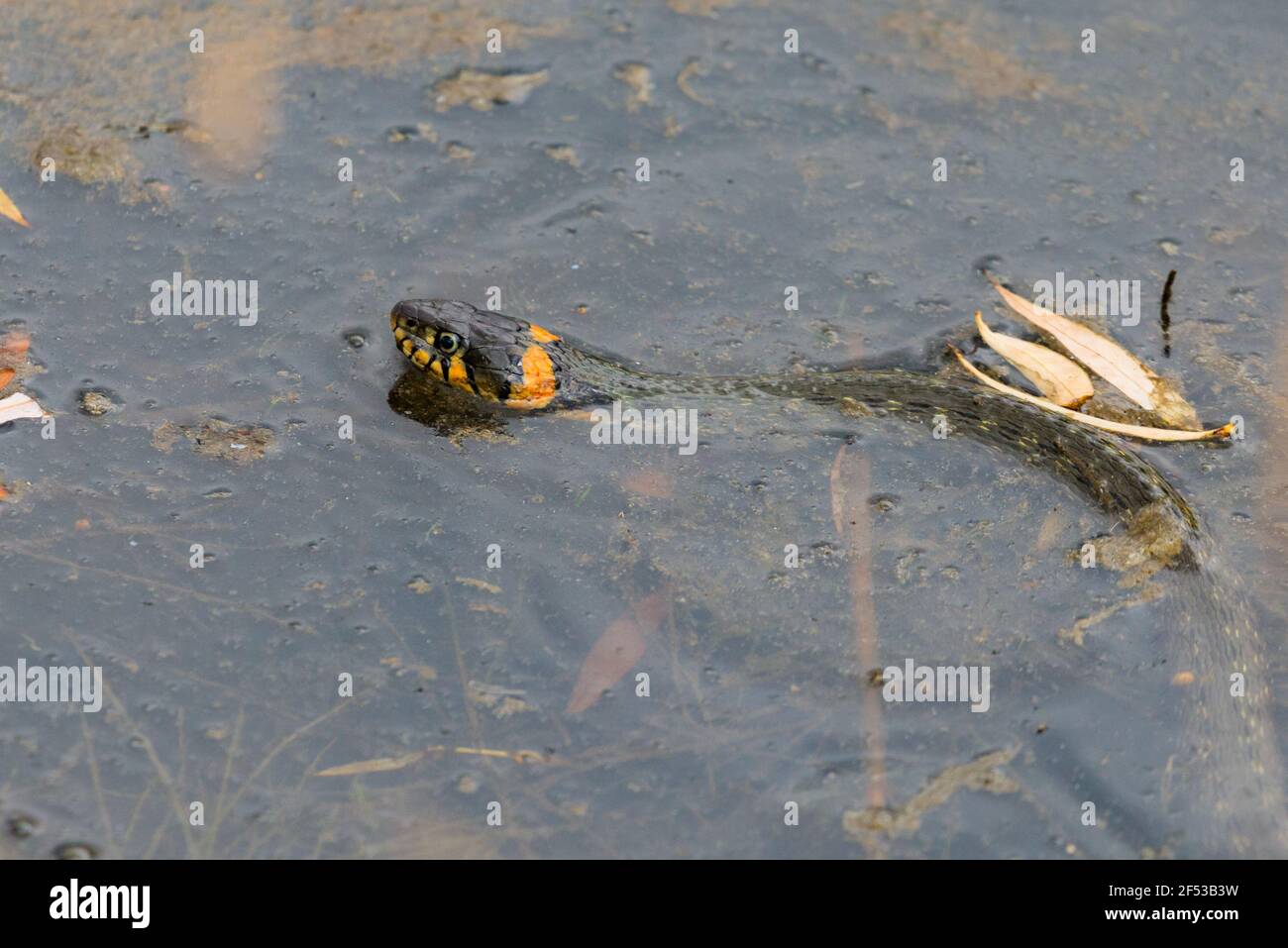 The Grass Snake or Natrix natrix, sometimes called the Ringed Snake or ...