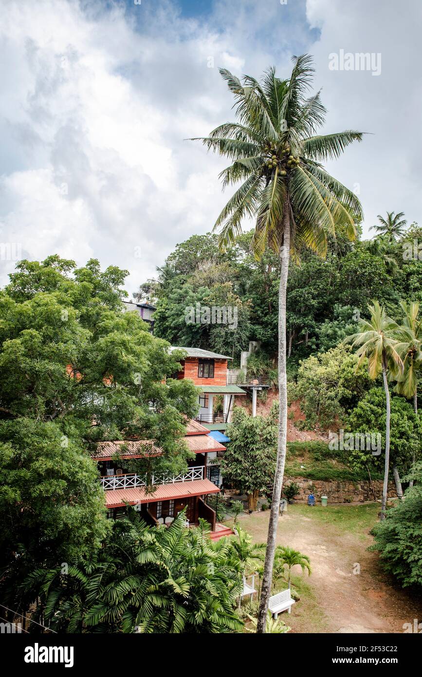 A tall palm tree in a village in jungles on the island of Sri Lanka
