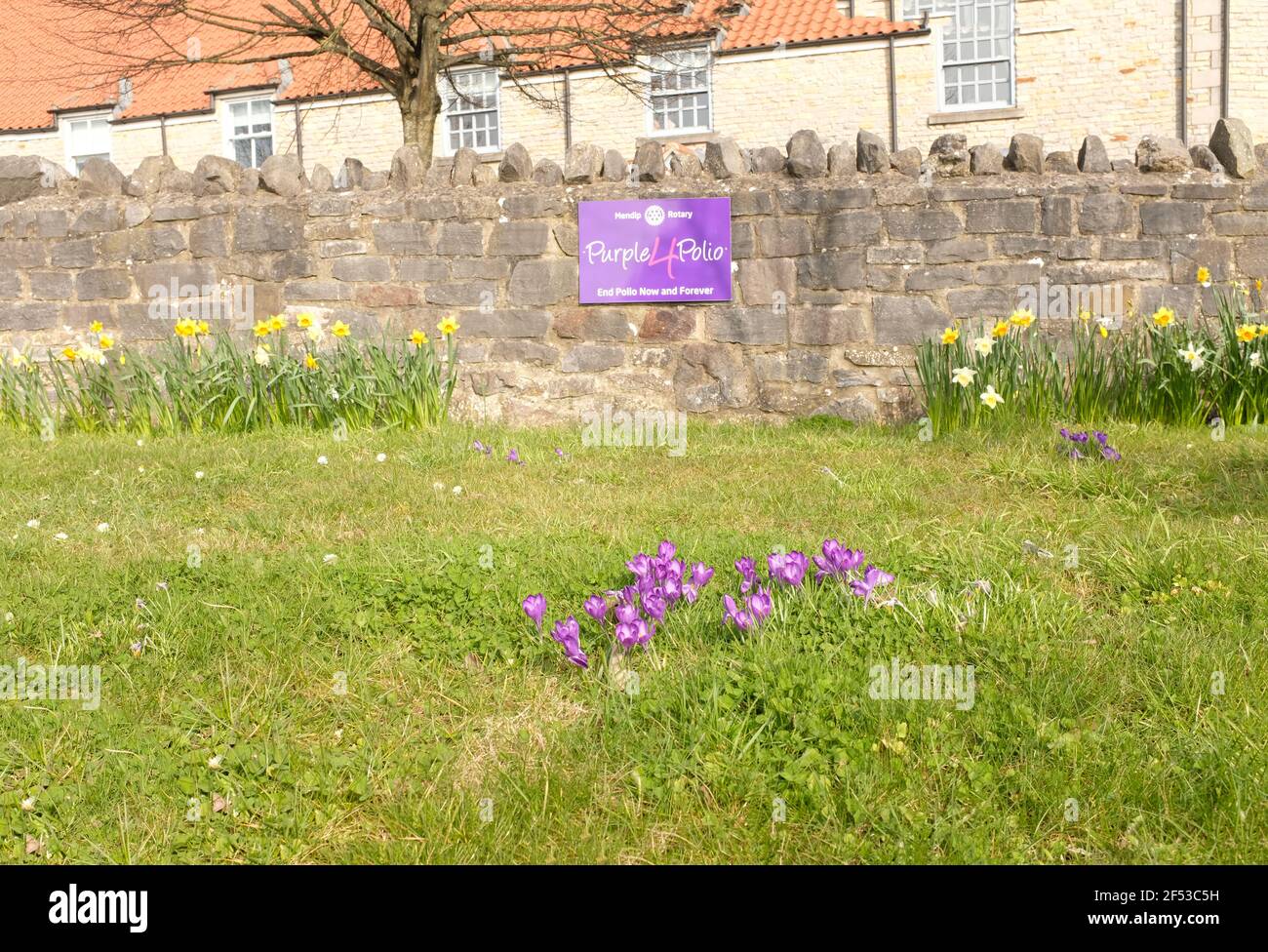 March 2021 - Crocus plants in front of Purple4Polio charity sign Stock Photo
