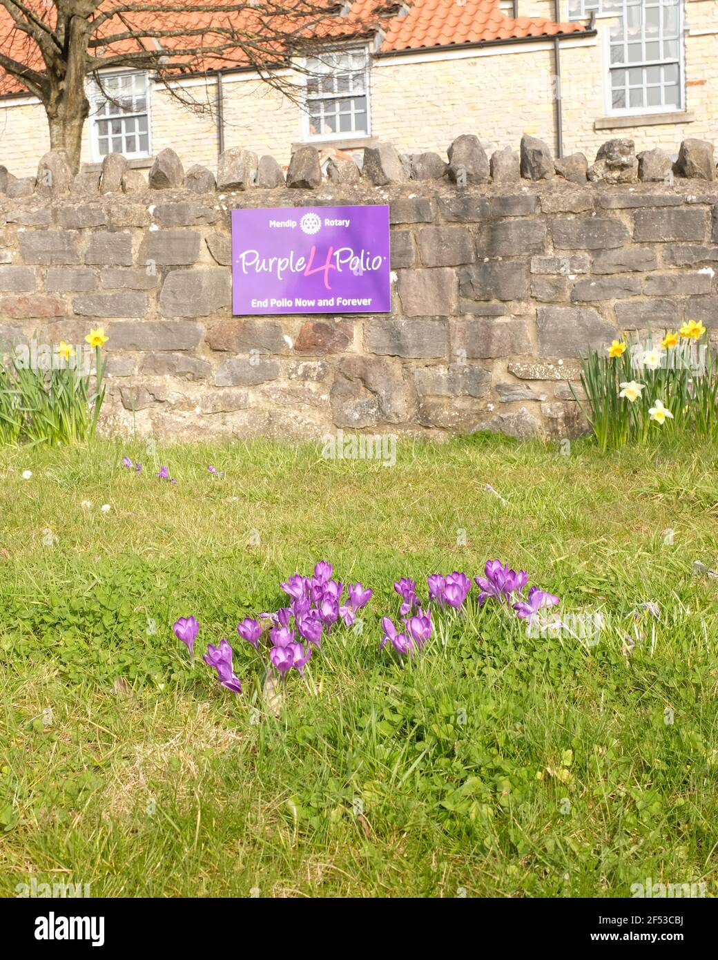 March 2021 - Crocus plants in front of Purple4Polio charity sign Stock Photo
