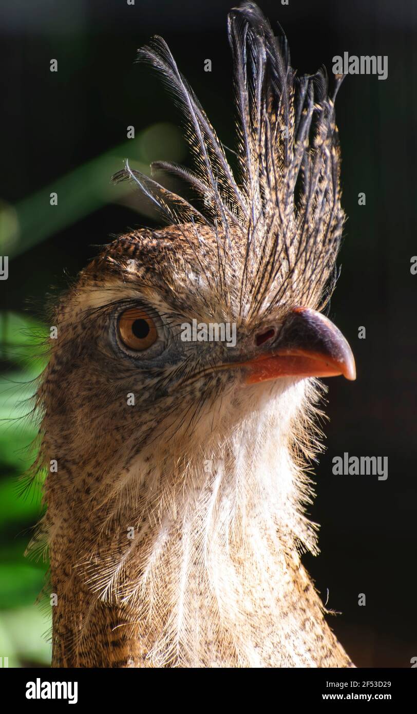 Elegantly  exotic bird  called Red-legged seriema, with high fethers at the beak. Stock Photo