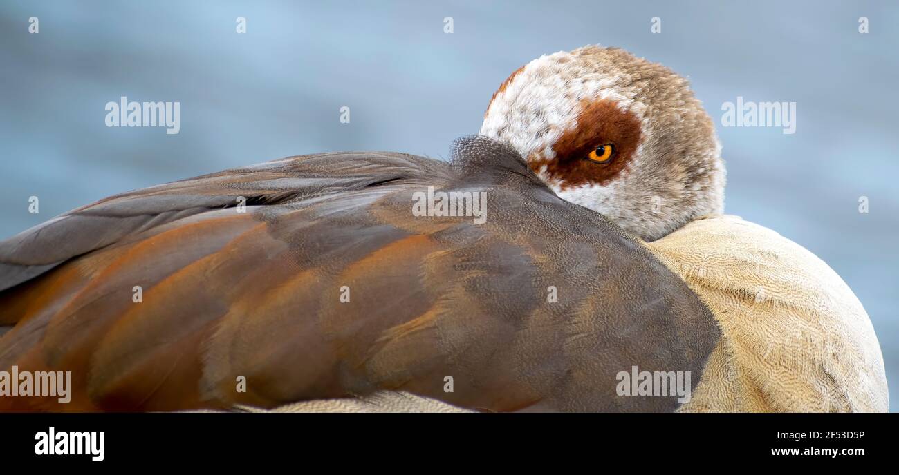 Duck  cover his head with his wings in a strange pose Stock Photo