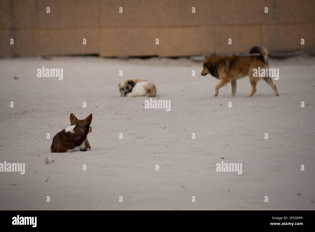 The problem of homeless animals. lonely dogs in island on the beach. Selective focus. Stock Photo