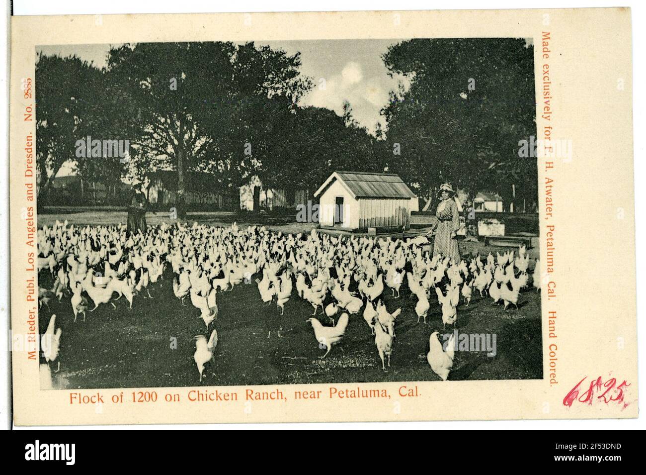 Flock of 1200 on Chicken Ranch Petaluma. Flock of 1200 on Chicken Ranch ...