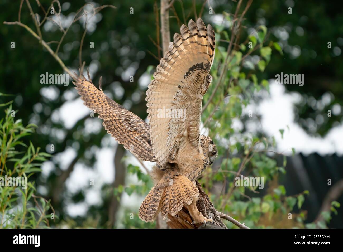 A Eurasian Eagle Owl or Eagle Owl. Land on a stump. With spread wings ...