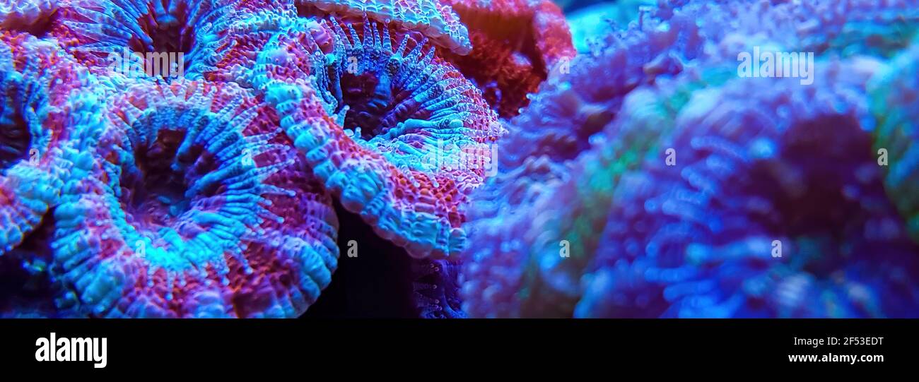 Macro photography  of ACANTHASTREA ECHINATA coral  in reef aquarium under blue light .Selective focus. Stock Photo