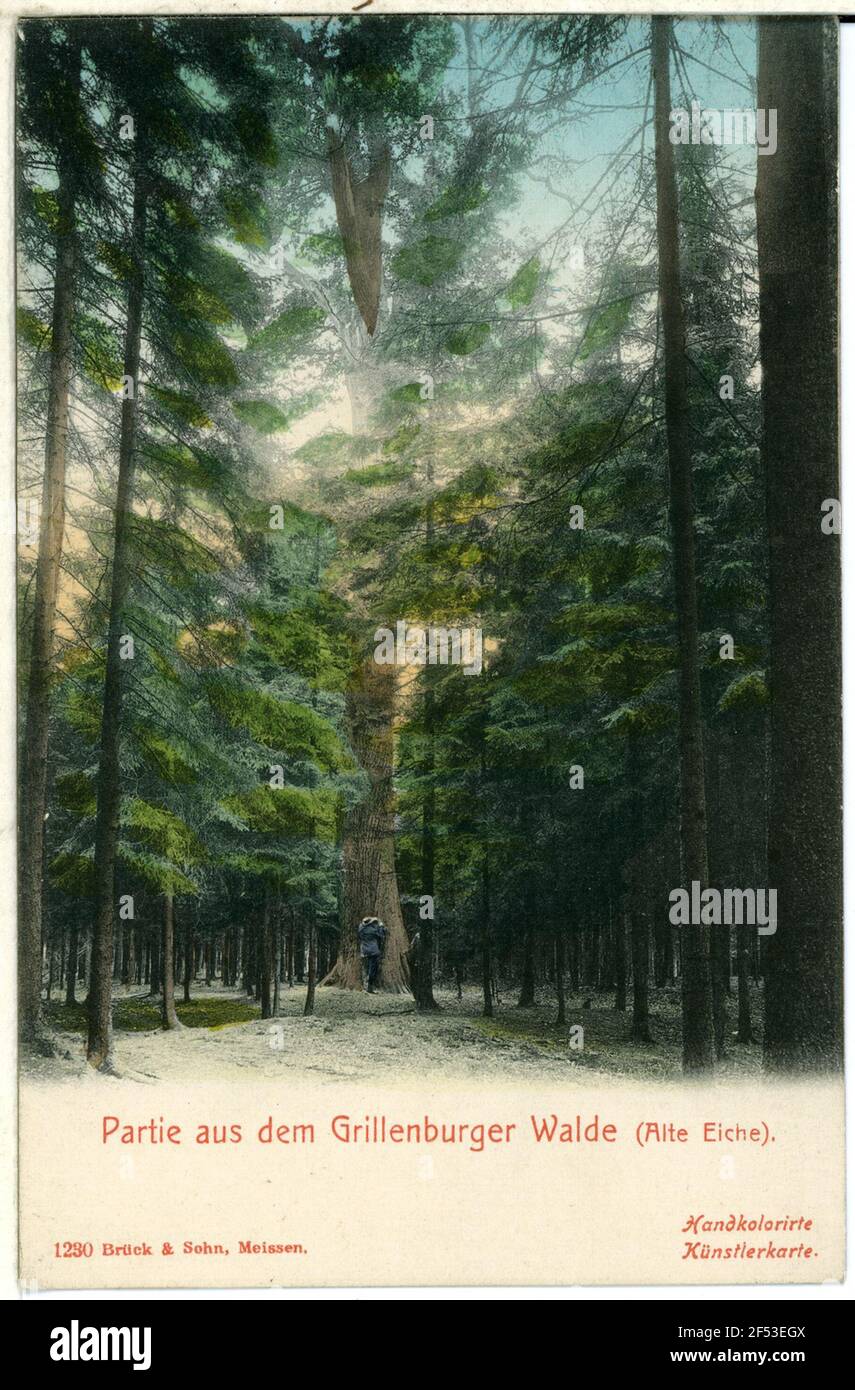 Grillenburger forest, old oak Grillenburg. Grillenburger forest, old